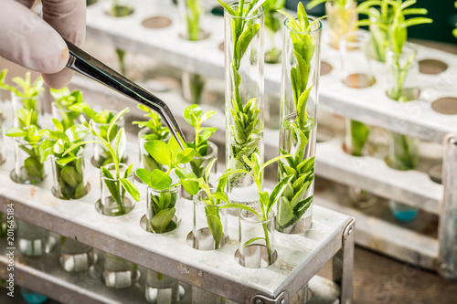 School lab exploring new methods of plant breeding photo