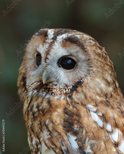 Portrait of a Tawny Owl