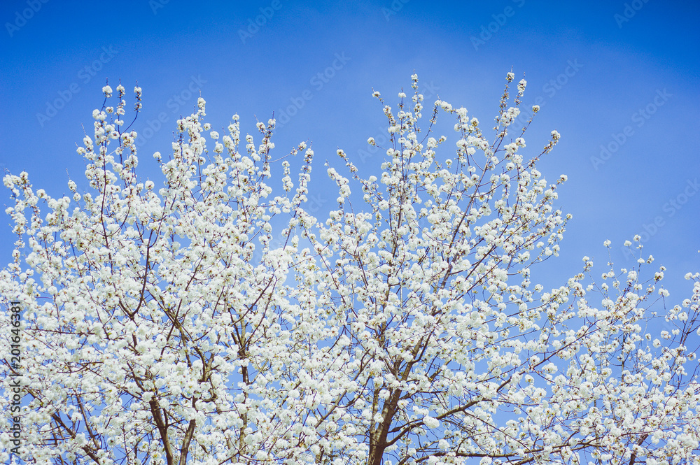 Beautiful flowers on the tree in the spring Beautiful flowers on the tree in the spring