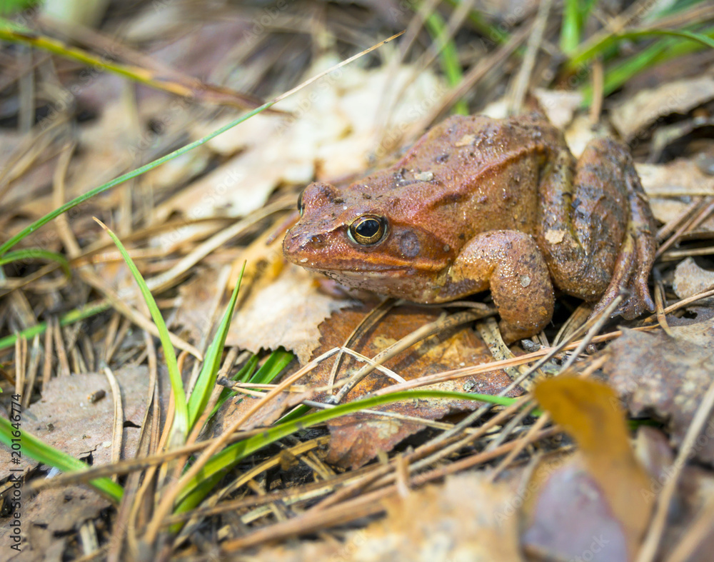 Brown frog sitting on the ground close-up. Brown frog sitting on the ground close-up.