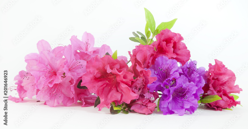 Isolated pink, red, and purple spring azalea blooms. Isolated pink, red, and purple spring azalea blooms.