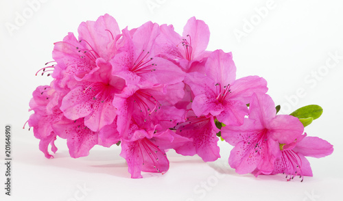 Isolated pink spring azaleas blooms.