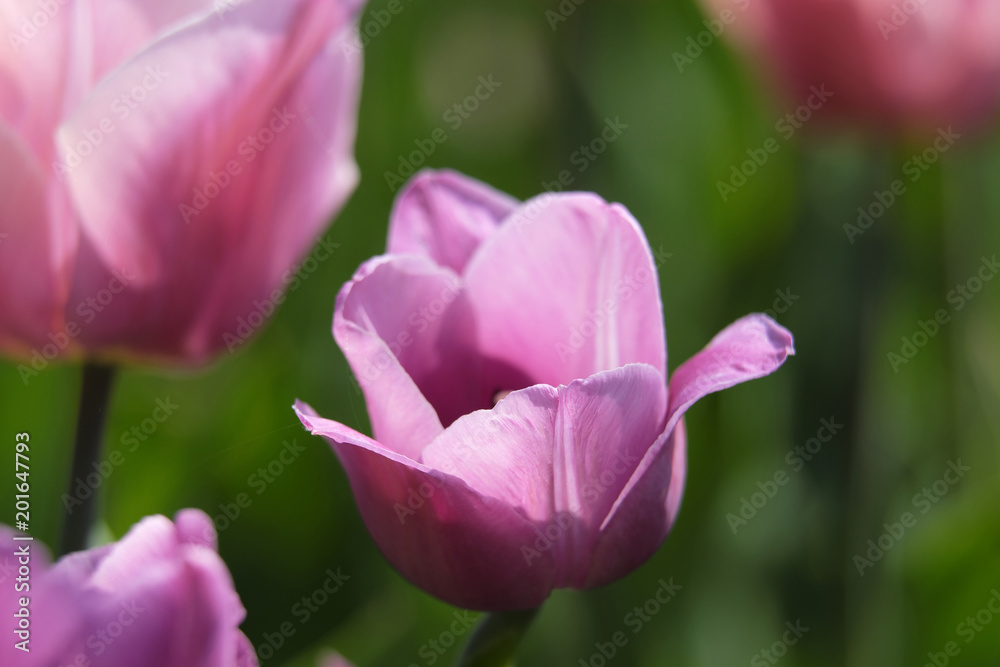 Tulip rose Tulip rose