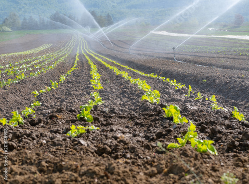 Bewässerung Ackerfeld mit Wasser im Sommer - Salatfeld auf der Farm