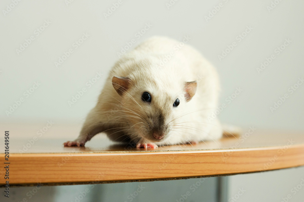 Fototapeta premium white hand rat with interest examines environment on table