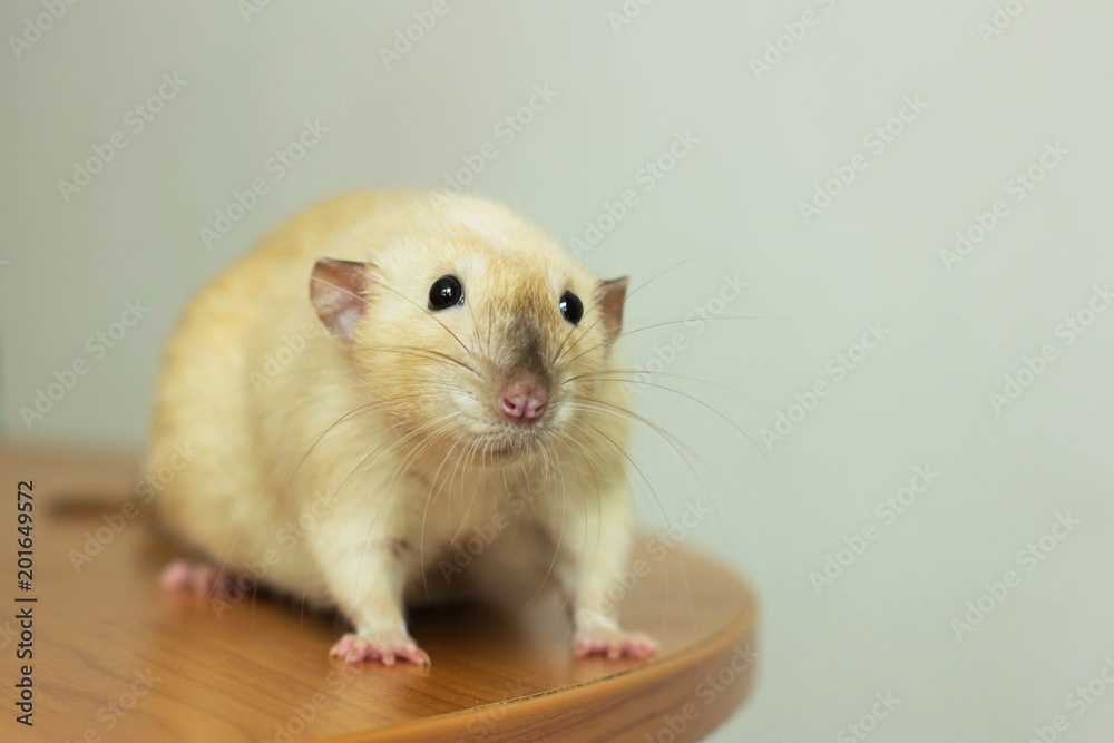 white hand rat with interest examines environment on table
