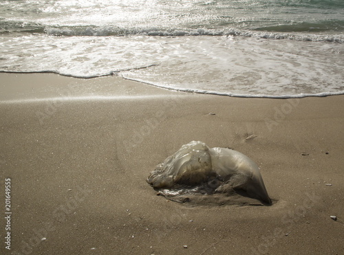 A Jellyfish Washed Ashore