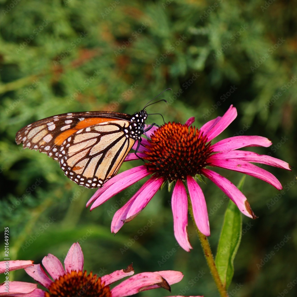 Monarch Love Monarch Love