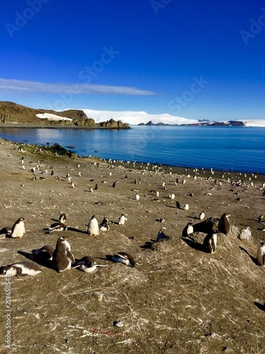 Penguins Moulting Together