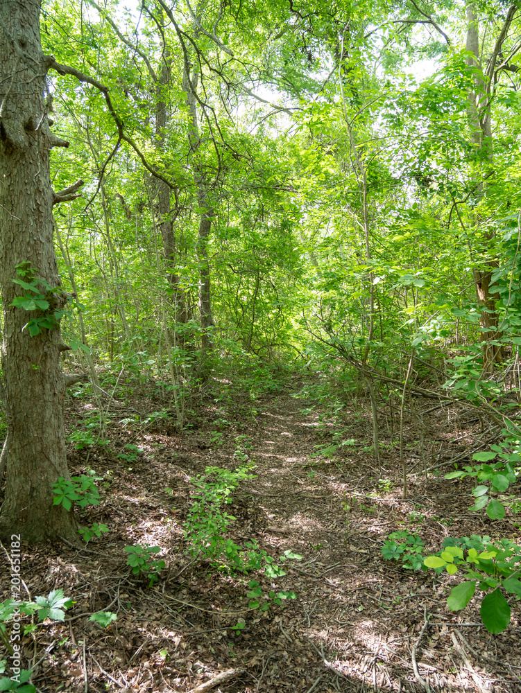 Obraz premium Dense and Green Forest During a Sunny Day
