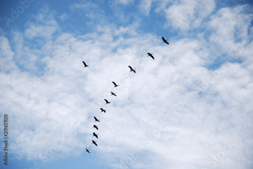 Migrating Common Cranes