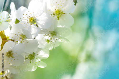 Cherry blossom flower in pastel color. Close up macro. © Michael Sapryhin