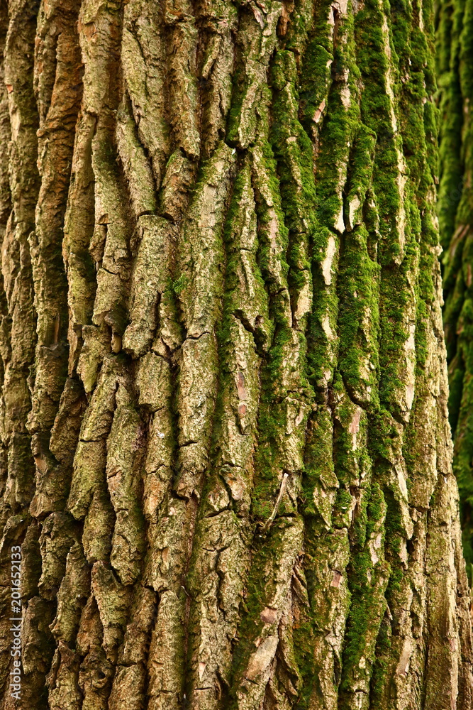 The bark of a thick deciduous tree can be seen as a delicate layer of moss which gives a greenish color. The bark of a thick deciduous tree can be seen as a delicate layer of moss which gives a greenish color.