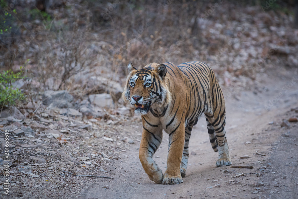 Fototapeta premium Niezwykły wyraz w pełni dorosłego samca tygrysa, parku narodowego ranthambore