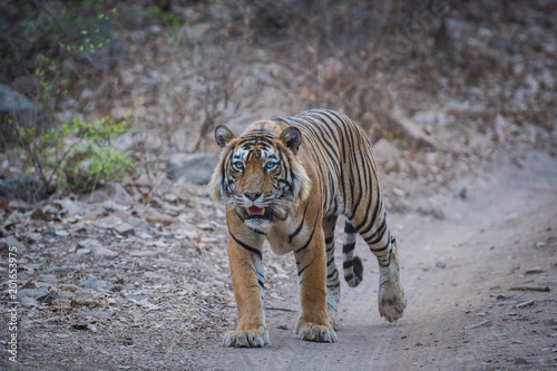 An encounter with a fully grown male tiger, ranthambore national park