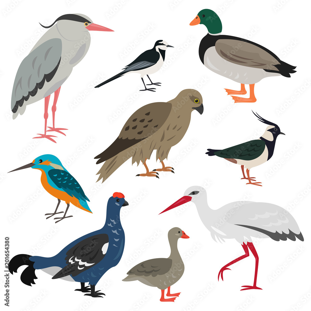 Obraz premium Set of cartoon cute birds on white background.