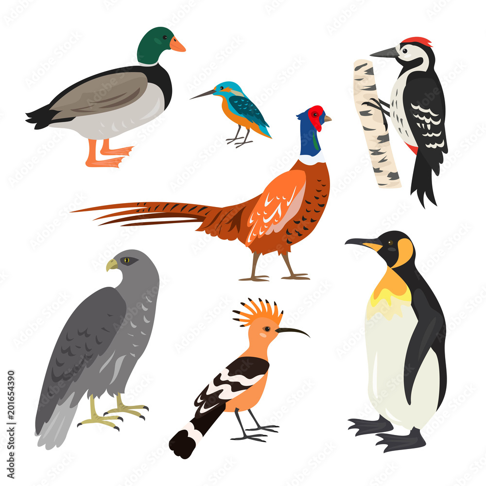 Naklejka premium Set of cartoon cute birds on white background.