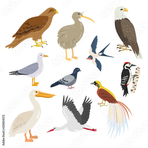 Set of cartoon cute birds on white background.