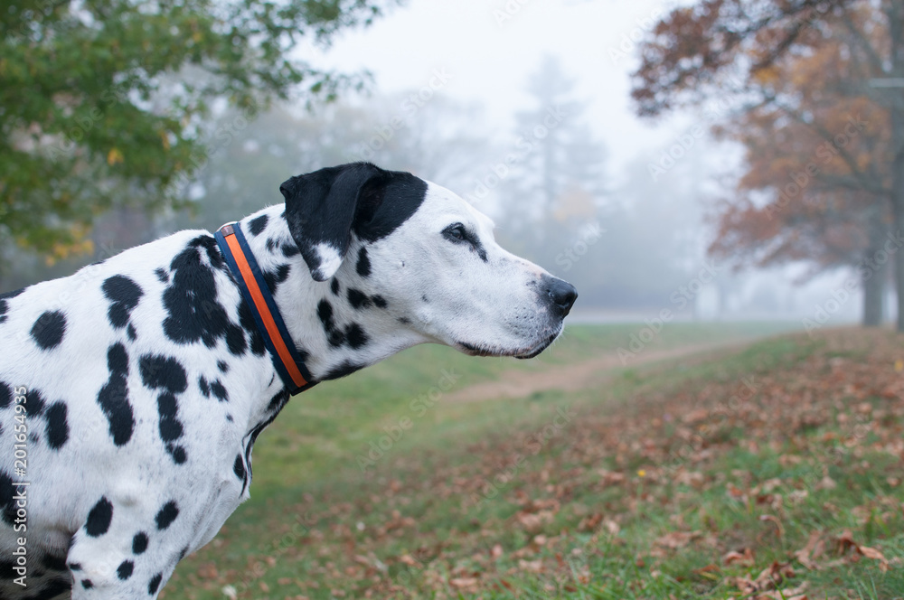 Dalmatian Fog