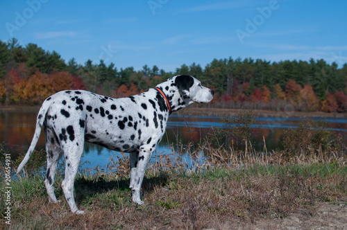 Dalmatian near Lake