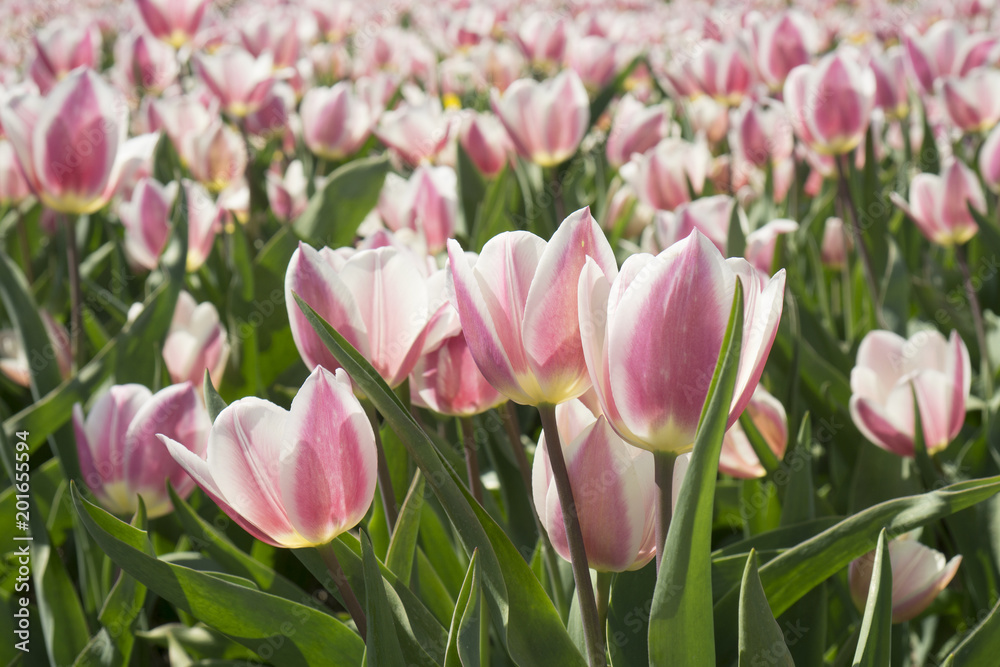 Fototapeta premium Colourful tulips in the Netherlands