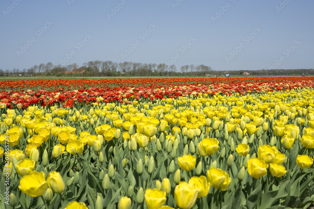 Colourful tulips in the Netherlands