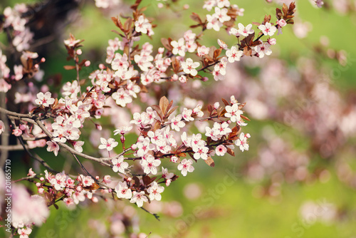 Blooming pink branch of wild cherry © sanechka