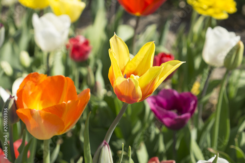 Colourful tulips in the Netherlands