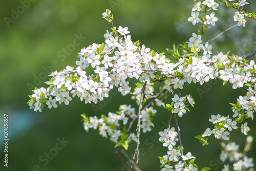 Blooming white branch of wild cherry