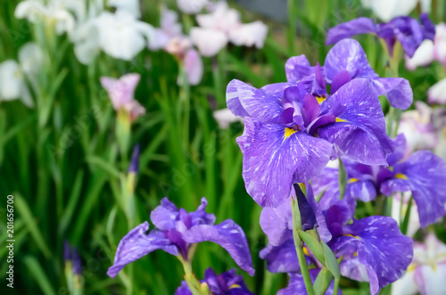 花菖蒲　iris