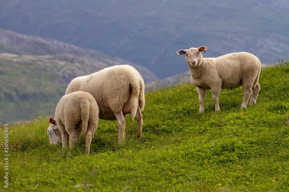Sheep in mountain pasture Northern Norway Sheep in mountain pasture Northern Norway