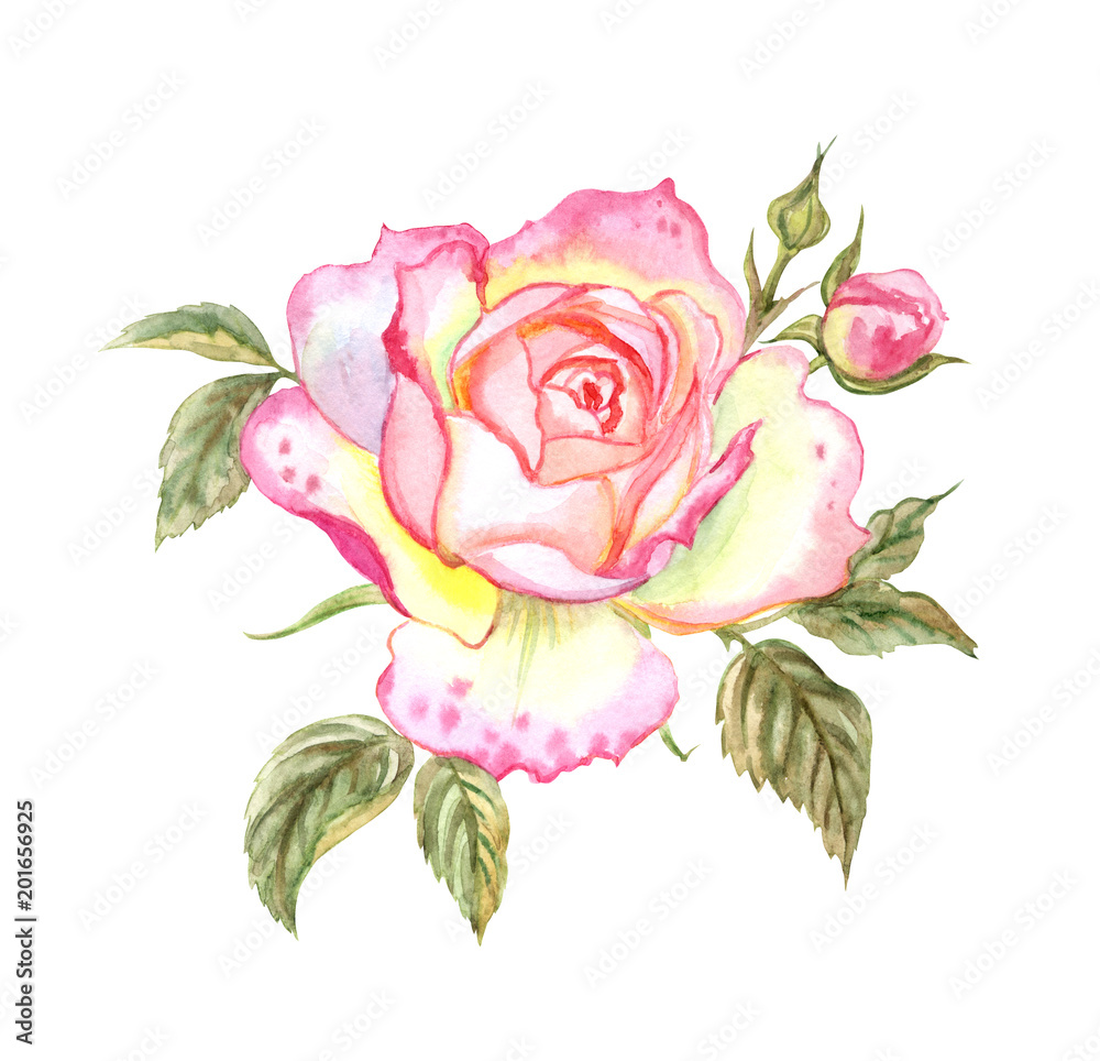 Delicate pink English rose, watercolor drawing on white background,  isolated with clipping path. Stock Illustration | Adobe Stock
