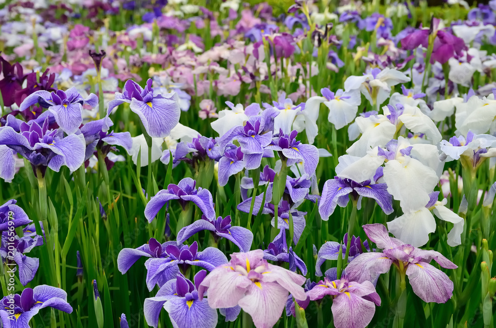 花菖蒲　iris