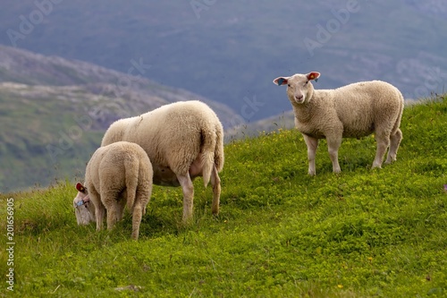 Sheep in mountain pasture Northern Norway