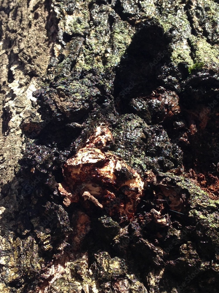 Just bark on a tree. Beautiful structural surface of the bark on different trees. The Scarecrow forest watching us. Just bark on a tree. Beautiful structural surface of the bark on different trees. The Scarecrow forest watching us.