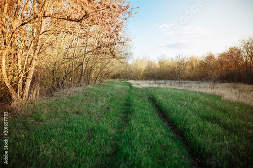 Road to village with trees 