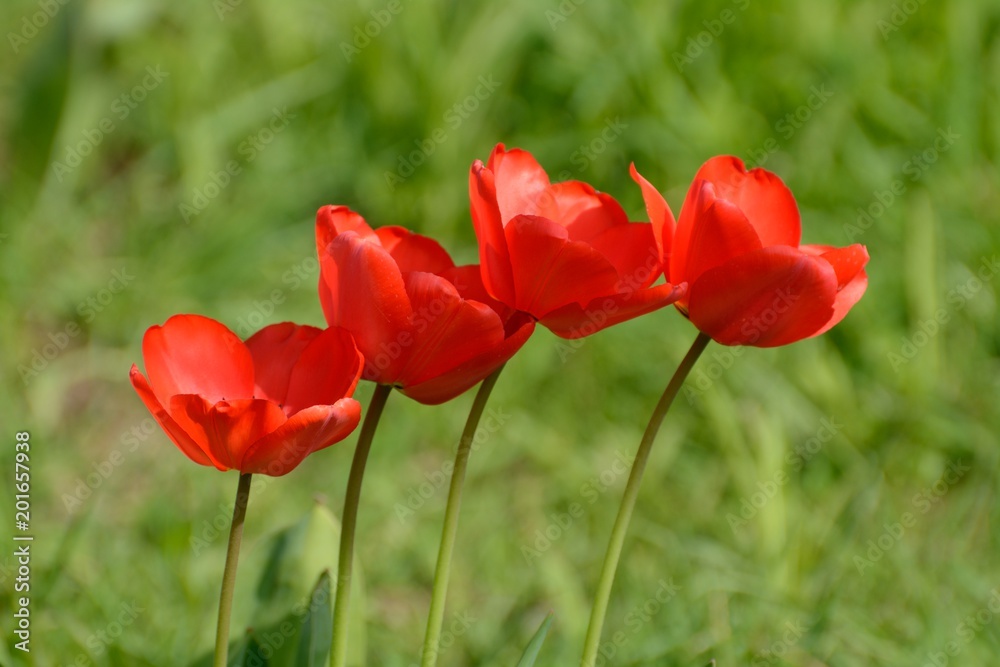 4 brilliant red tulips in a row against green background 4 brilliant red tulips in a row against green background