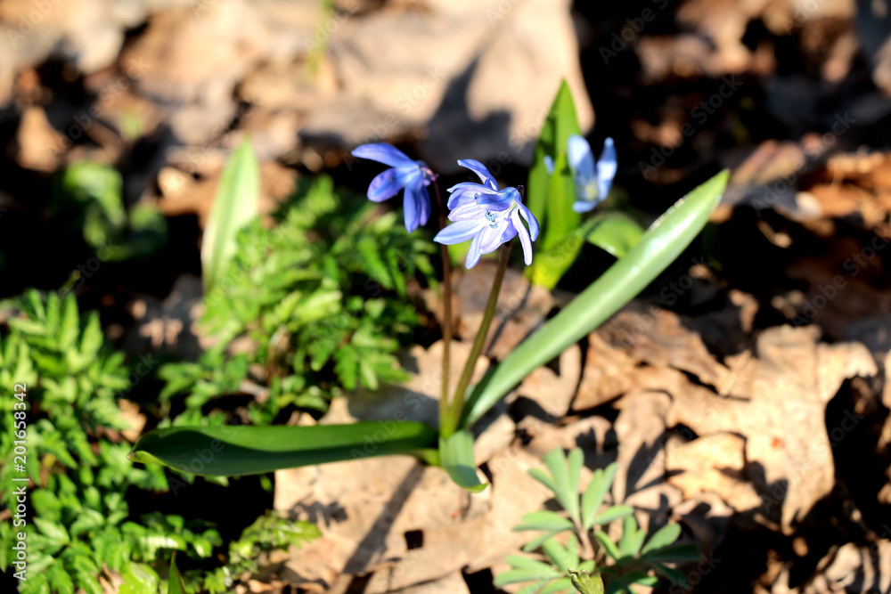 Flowering first flowers in the forest, Ukraine