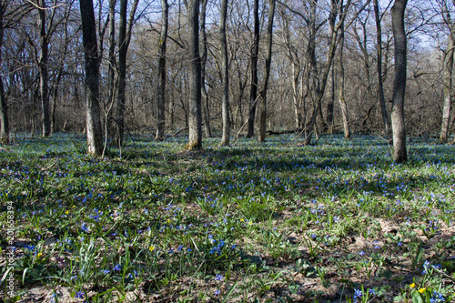 Flowering first flowers in the forest, Ukraine