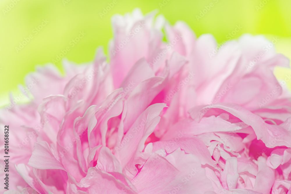 Pfingstrose ist rosa Blume am blühen bei Nahaufnahme