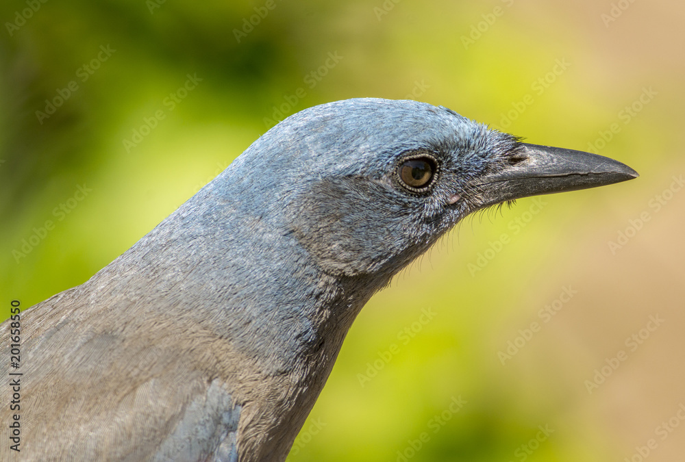 Naklejka premium Mexican Jay