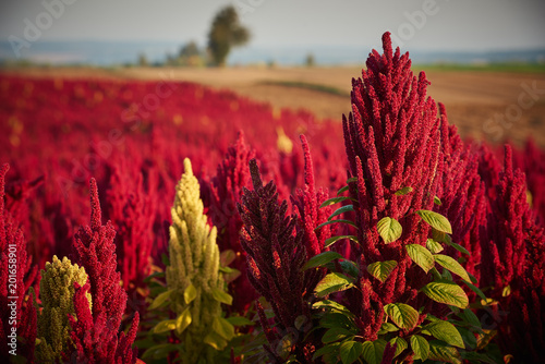Tableau sur toile Szarłat zwany inaczej Amarantus nazywany zbożem XXI wieku.