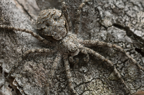 Macro photo of a lichen-running spider, Philodromus margaritatus camouflaged on burnt pine bark