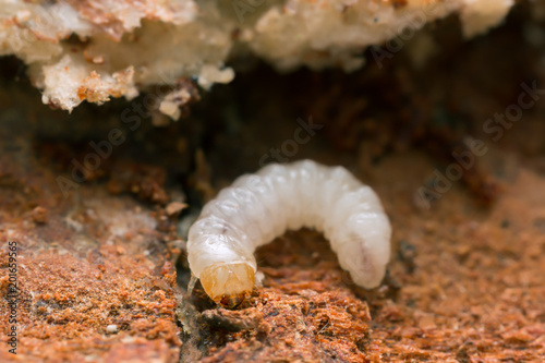 Melandryidae larva on wood and mycelium of Trichaptum abietinum photo