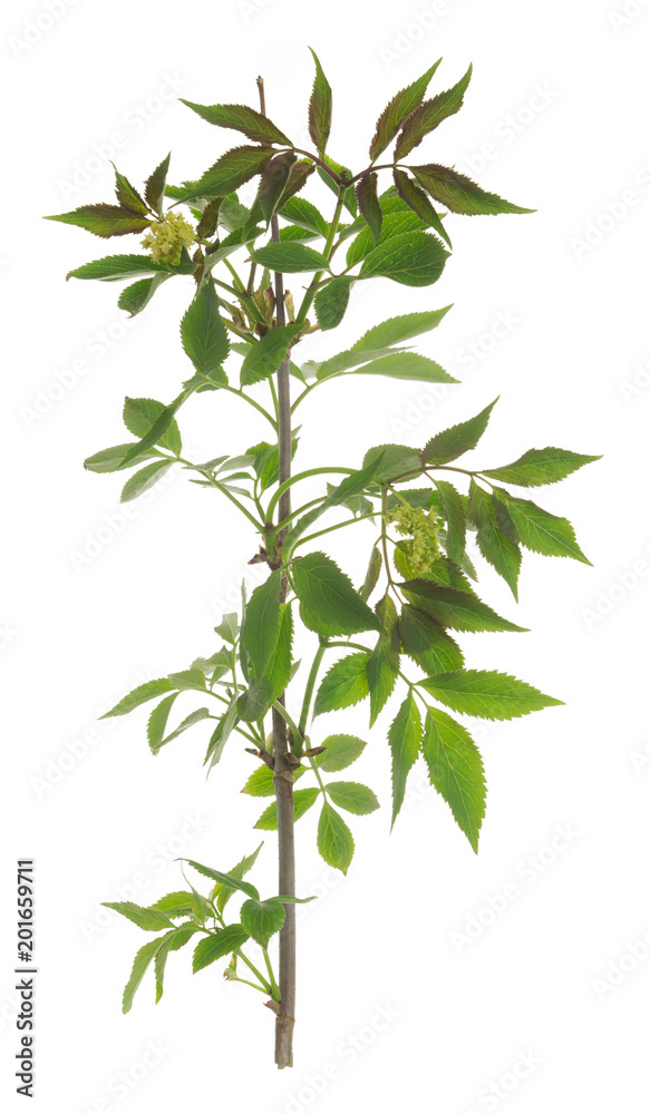 Flowering red elderberry twig, Sambucus racemosa isolated on white background Flowering red elderberry twig, Sambucus racemosa isolated on white background
