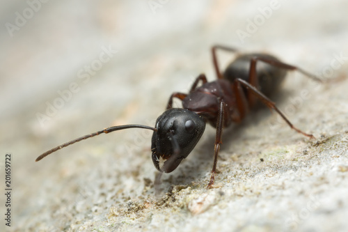 Carpenter ant, Camponotus on wood © Henrik Larsson