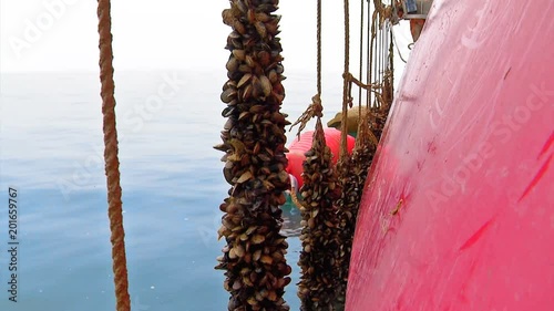 Sea Breeding for the Cultivation of Mussels and Oysters