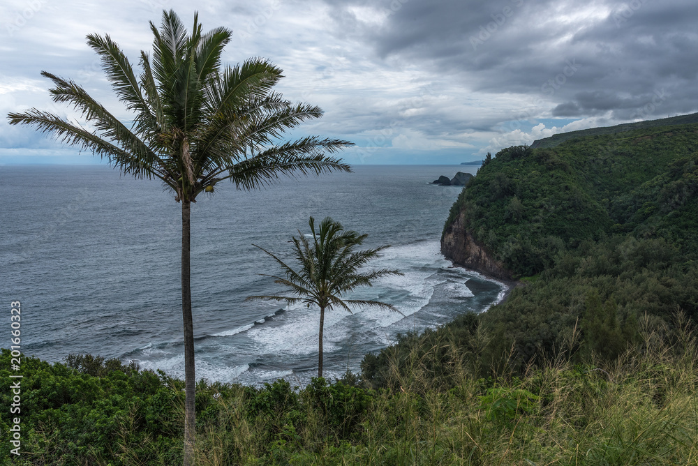 Hawaiian coast with palm trees