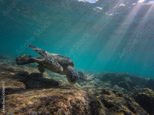 turtle eating, Hawaii