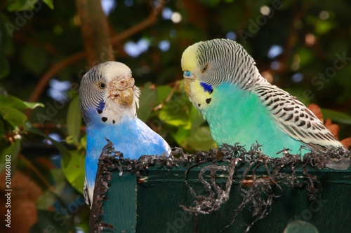 Φωτογραφία Two Australian Budgies, One Turquoise, One Blue and White, Posing Perfectly on B